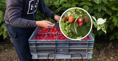 Po 9 nie da się już pracować. "Żadna cena nie pomoże w tym roku"