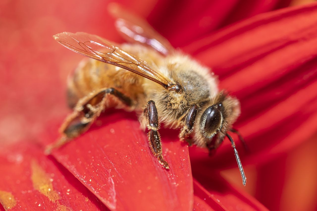 Pszczoły cierpią z powodu wysokich temperatur. Mają problem z lataniem