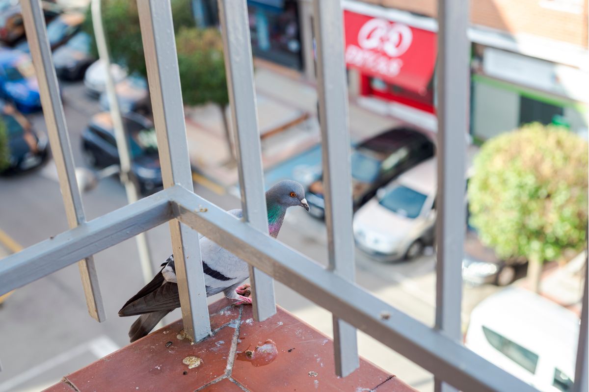 Kraków: Mieszkańcy mają dość wszechobecnych gołębi