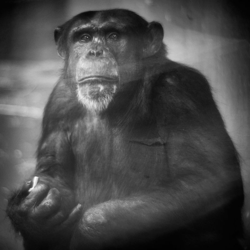 Projekt „Behind glass” opiera się na portretowej fotografii zwierząt, konkretnie małp, zamkniętych w ogrodach zoologicznych. Przez fotografowanie ich, w taki sposób, jakby fotografowała ludzi, Anne chce przypomnieć o więzi łączącej człowieka oraz zwierze.