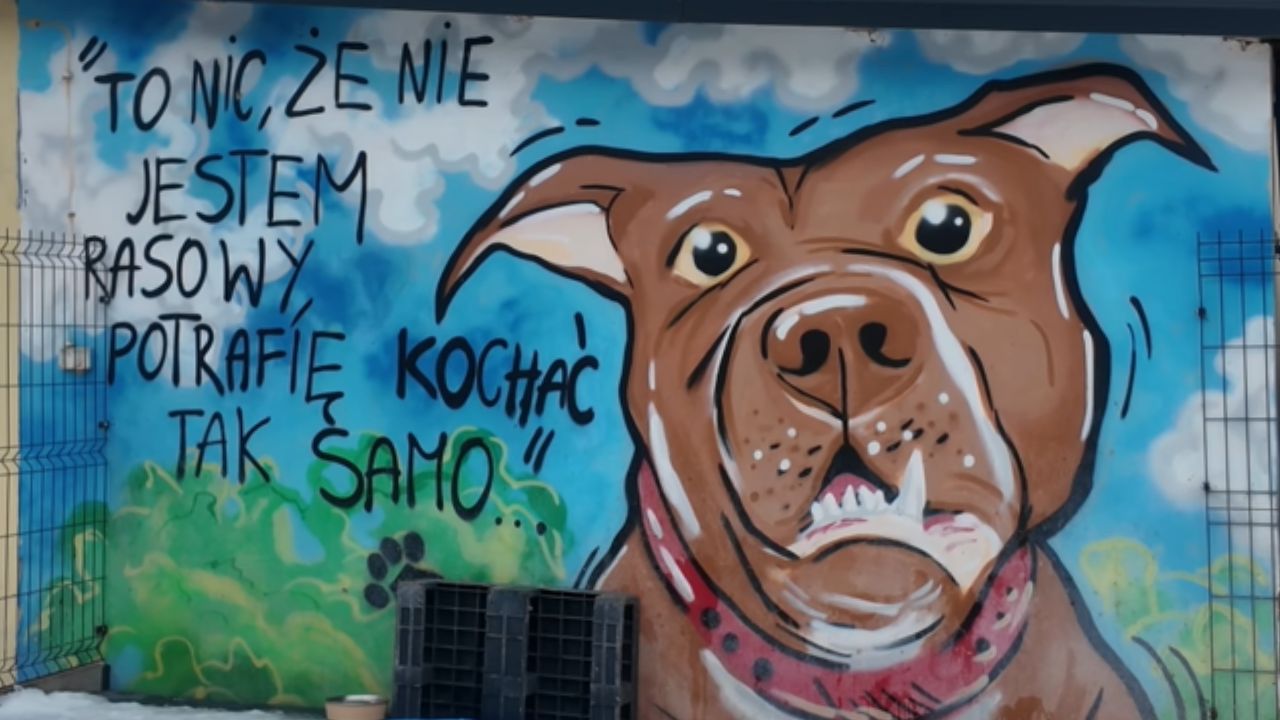 Burza wokół schroniska w Płocku: emocje, zarzuty i polityczne echo!