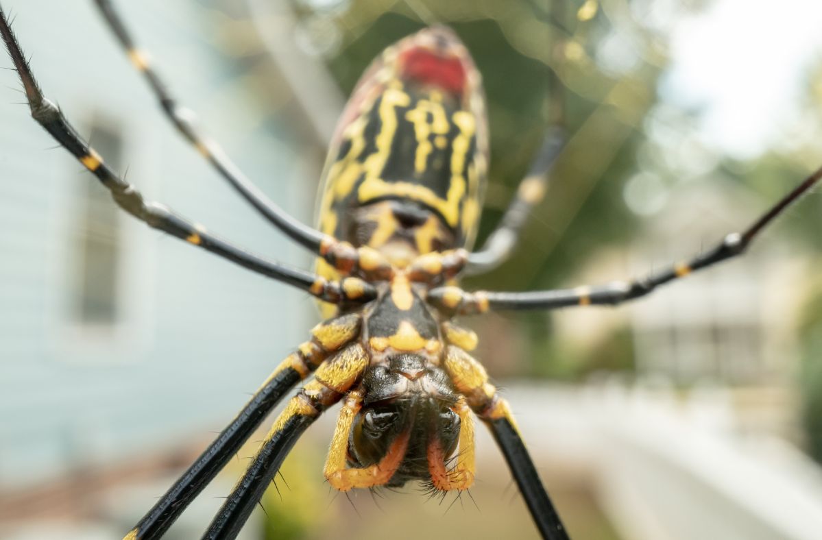 Joro spiders may also inhabit cities