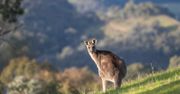 Kangury na tatrzańskich stokach. Skąd się tam wzięły?