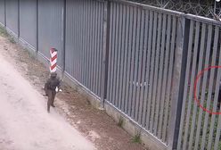 Gorąco na polsko-białoruskiej granicy. Nagranie Straży Granicznej