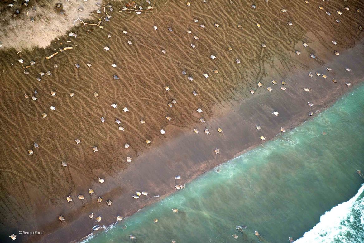 Zwycięzcy konkursu Wildlife Photographer of the Year 2014 30