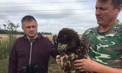 Środa Śląska. Policjant uratował rannego orła bielika. Zwierzę trafiło do specjalnego ośrodka
