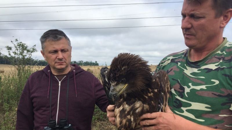Środa Śląska. Policjant uratował rannego orła bielika. Zwierzę trafiło do specjalnego ośrodka