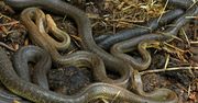 Wąż dusiciel w Polsce. W tych regionach jest ich najwięcej