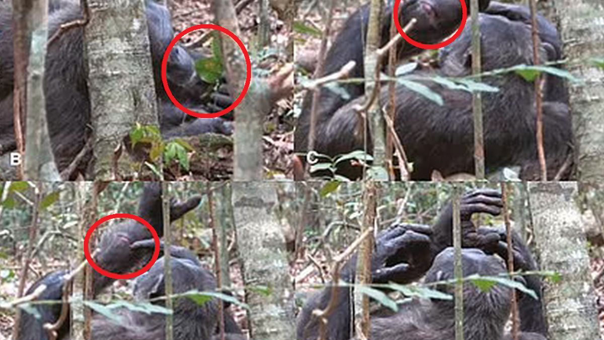 Leczenie ran przez szympansy