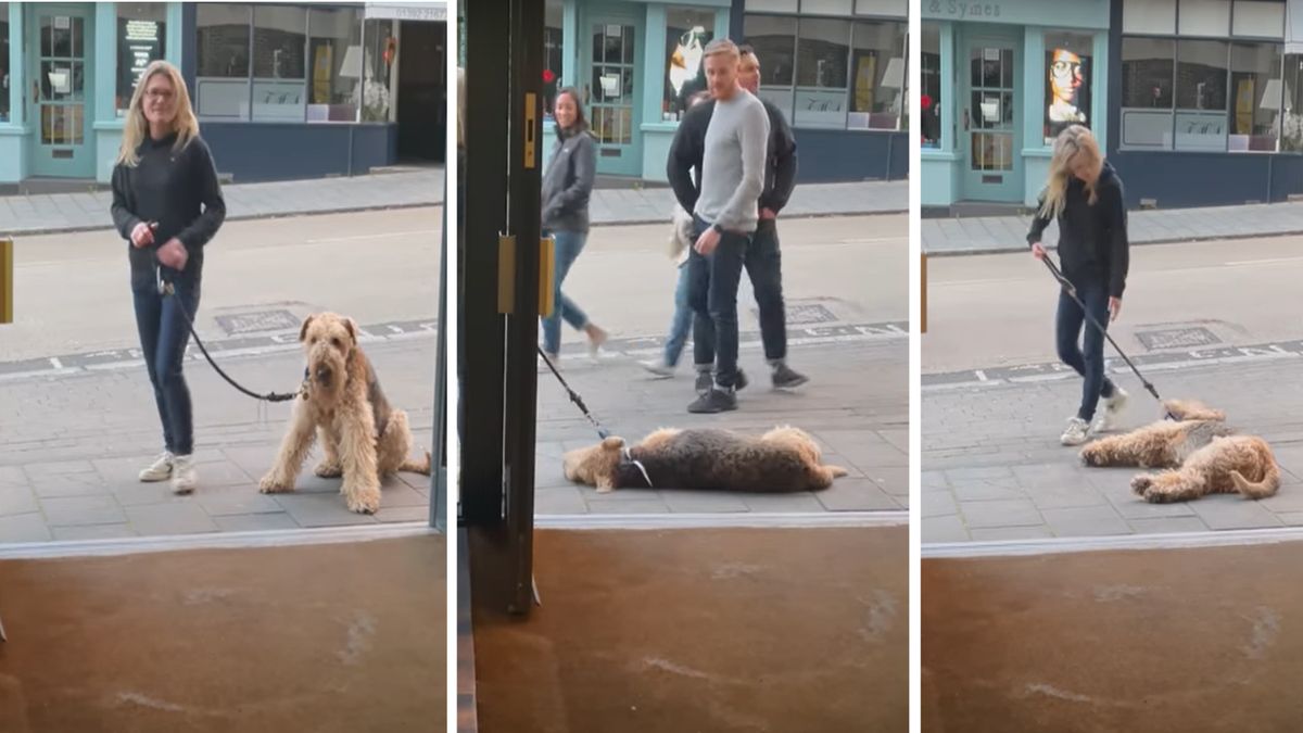 Nagranie z Grensonem w roli głównej rozbawiło internautów