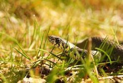 Mówią o pladze. Przybywa węży na Opolszczyźnie