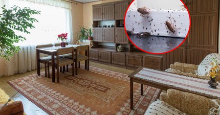 GIS ostrzega. Ludzie przynoszą je do domu z zakupami
