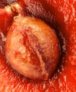 Co się stanie, jeśli połkniesz pestkę czereśni? Wiele osób nie wie
