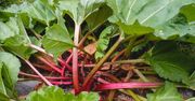 Większość myśli, że to chwast, a ja robię z niej nawóz i podlewam rabarbar. Rośnie jak szalony