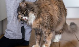 Barankowanie kota to jasny znak. Pod żadnym pozorem tego nie lekceważ