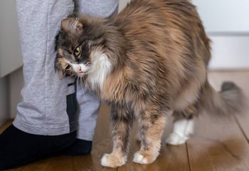 "Barankowanie" to jasny znak. Pod żadnym pozorem go nie lekceważ