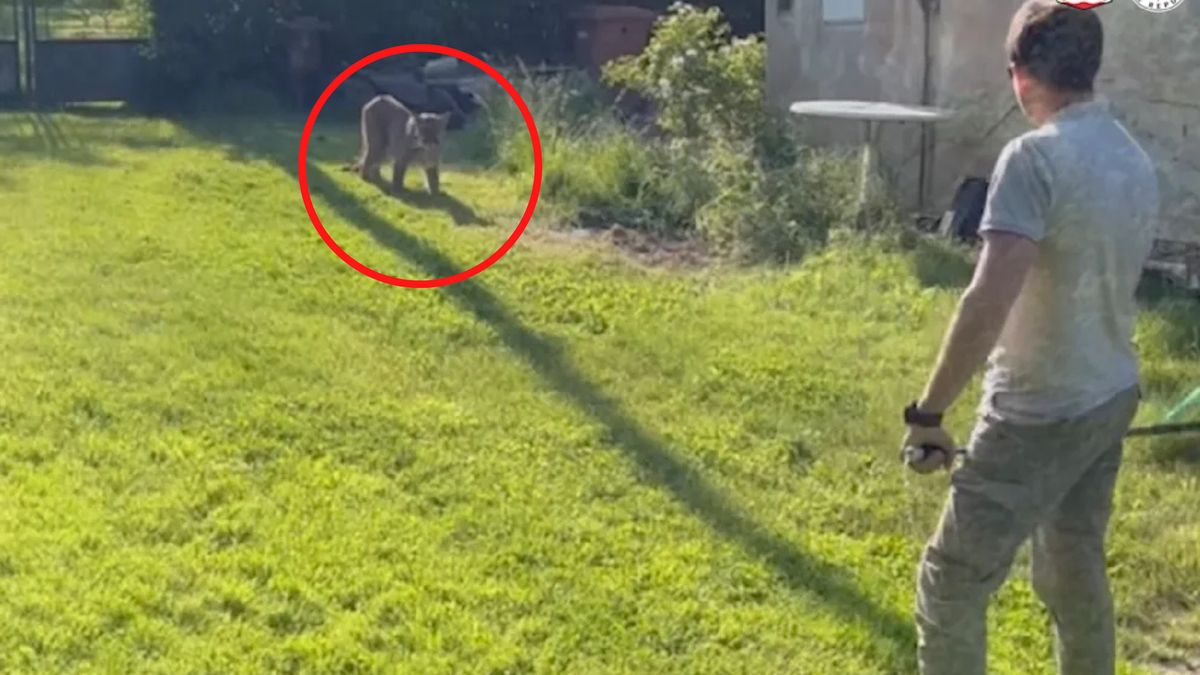 Czeskie służby zdołały uchwycić pumę.