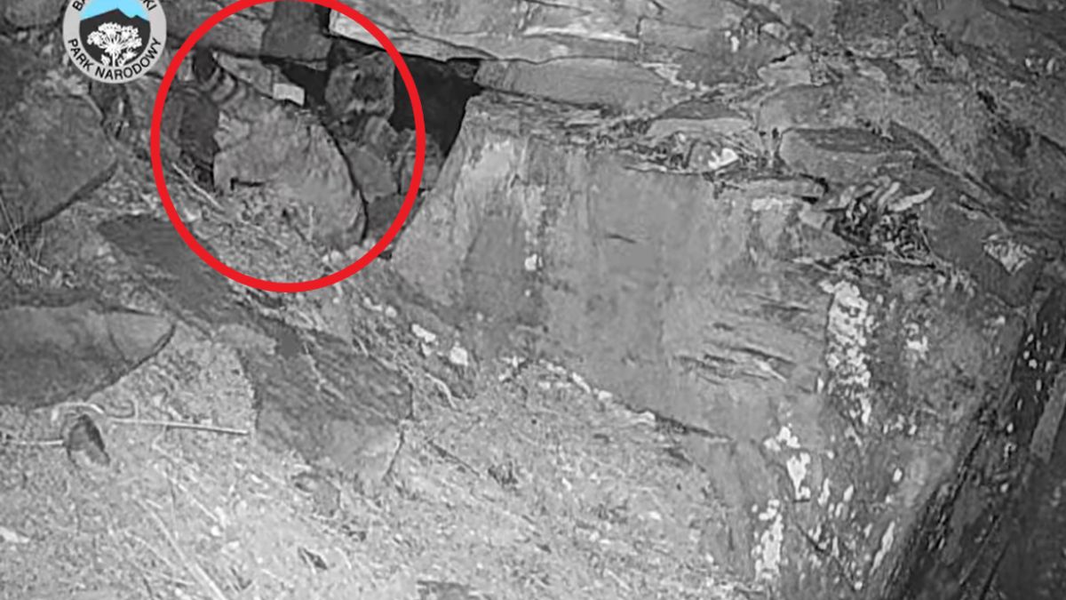 Przyrodnicy pochwalili się, że po raz pierwszy udało im się nagrać żbika