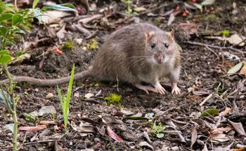 Natychmiast usuń z ogrodu. Przyciąga szczury jak magnes