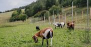 Kameruńskie owce w Katowicach. Mają nietypowe zadanie