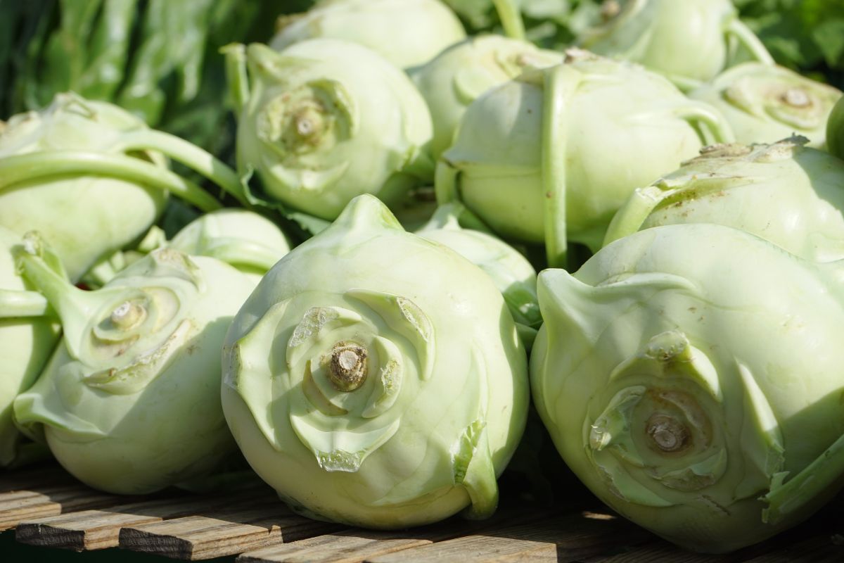 Kohlrabi is a healthy, although not very popular, vegetable.