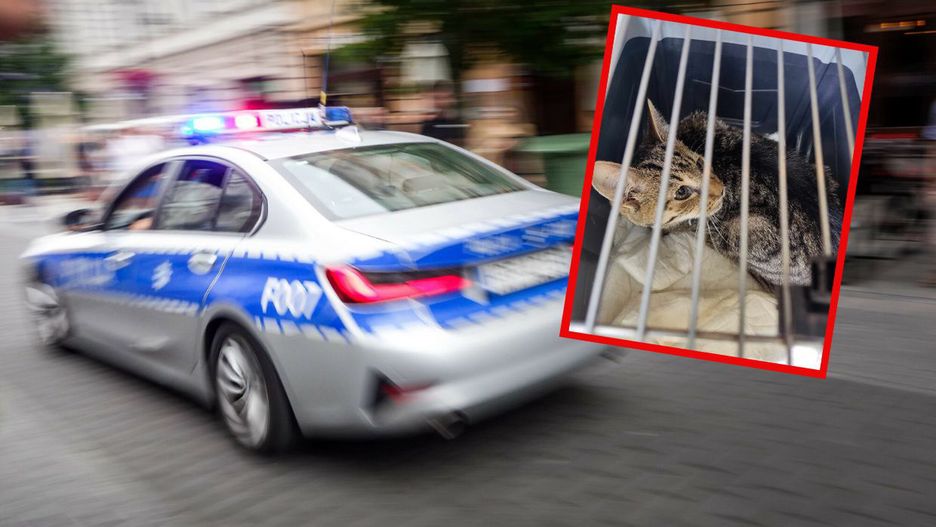 Policyjny radiowóz i kot, który został odnaleziony żywy w mieszkaniu  fot. Piotr Kamionka/EastNews, Biuro Schroniska dla Bezdomnych Zwierząt - Urząd Miasta Kalisza