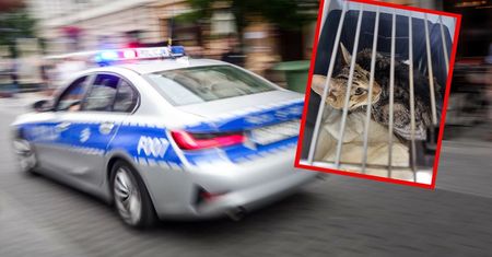 Szokujące odkrycie w Kaliszu. W mieszkaniu były zwłoki mężczyzny i martwe koty