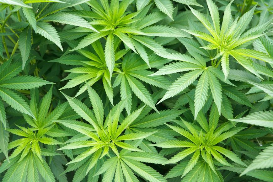 Legalizacja marihuany medycznej zmniejszyła przestępczość