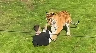 "Nie zrobił nic złego". Tygrys rozszarpał człowieka na Wyspach