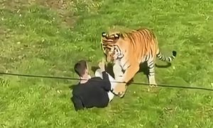 "Nie zrobił nic złego". Tygrys rozszarpał człowieka na Wyspach
