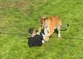"Nie zrobił nic złego". Tygrys rozszarpał człowieka na Wyspach