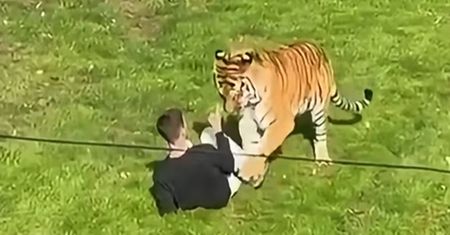 "Nie zrobił nic złego". Tygrys rozszarpał człowieka na Wyspach