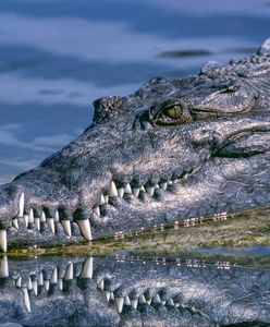 Dziewczynka pływała w rzece. Porwał ją krokodyl