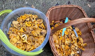 Grzybów na Mazowszu zatrzęsienie. Ale grzybiarzy czekało w lesie wielkie rozczarowanie