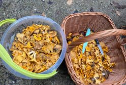 Grzybów na Mazowszu zatrzęsienie. Ale grzybiarzy czekało w lesie wielkie rozczarowanie