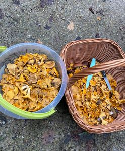 Grzybów na Mazowszu zatrzęsienie. Ale grzybiarzy czekało w lesie wielkie rozczarowanie