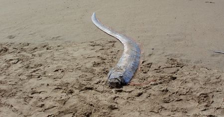 Sensacyjne wieści. Ocean wyrzucił trzy "ryby zagłady"