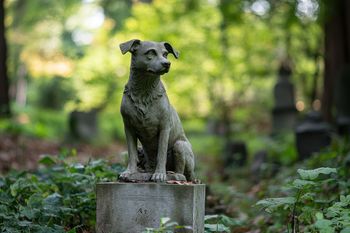 Włocławek: Jest data powstania grzebowiska dla zwierząt