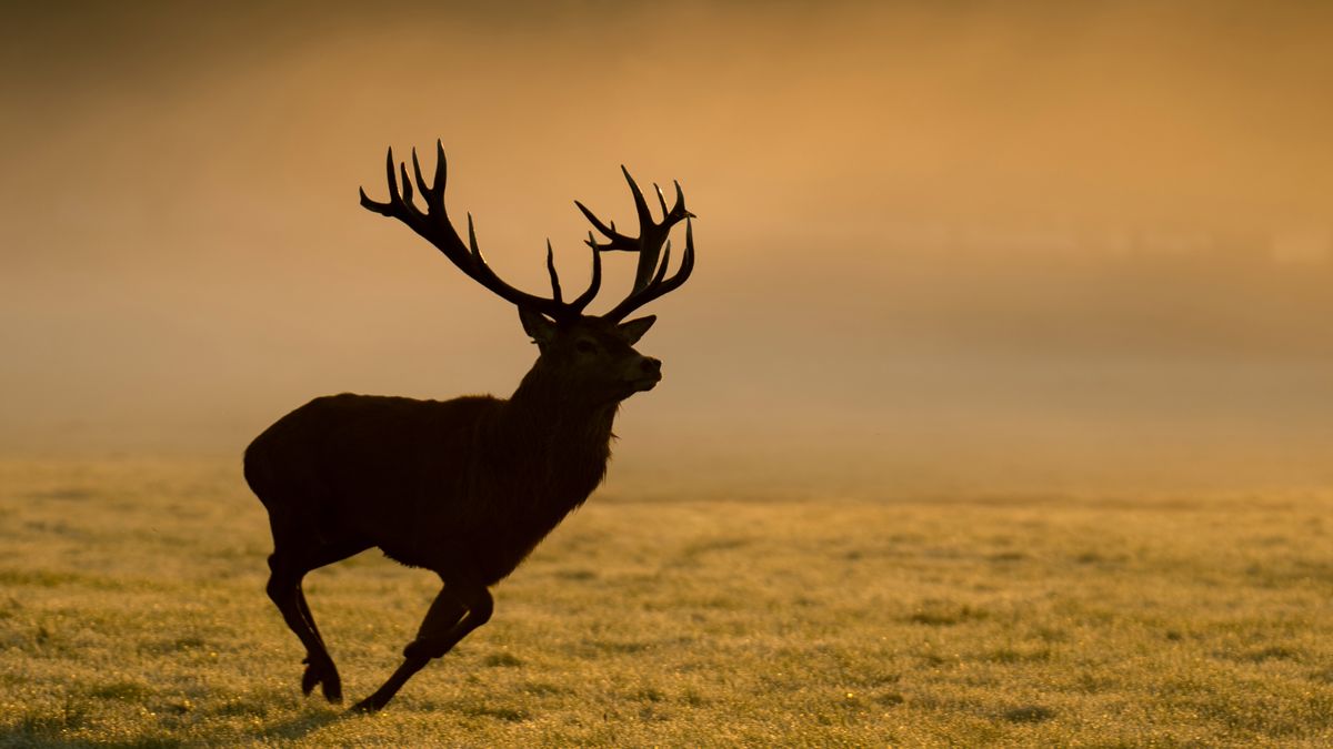 Bartek Olszewski z tęsknoty za dziką przyrodą fotografuje... londyńskie jelenie 1