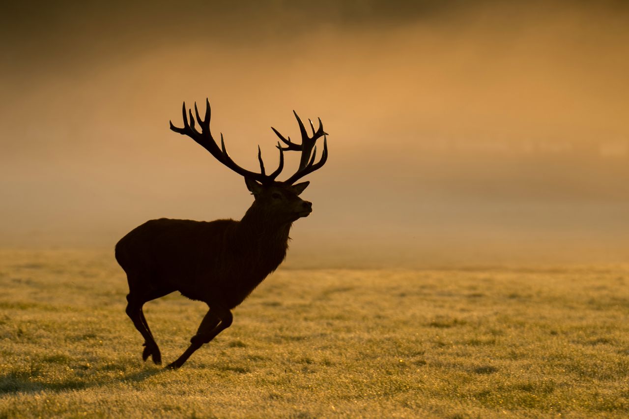 Bartek Olszewski z tęsknoty za dziką przyrodą fotografuje... londyńskie jelenie