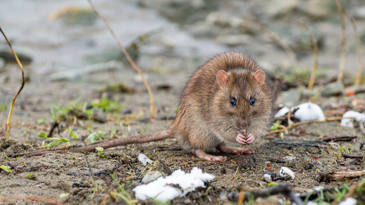 Karczownik ziemnowodny
