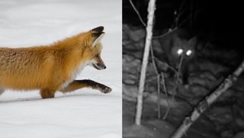 Lis o "ognistym spojrzeniu" nagrany nocą. Dlaczego jego oczy świecą?