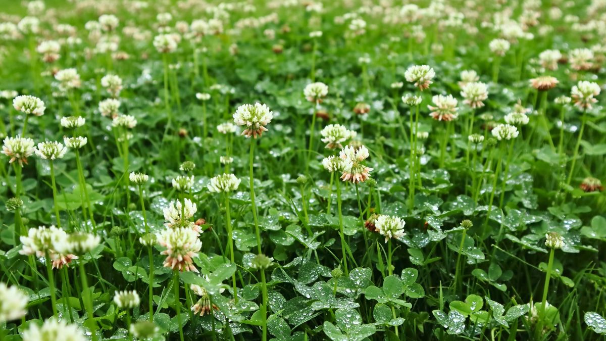 Tak likwiduję koniczynę na trawniku