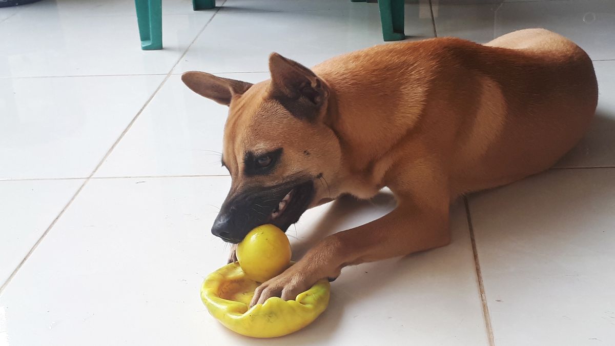 Playful Brown Dog with Yellow Toy: Cheerful Canine Fun
A candid, slightly angled shot of a medium-sized brown dog lying on a light-colored tiled floor, playfully holding a yellow plastic toy in its mouth. The dog's posture and the way it grips the toy suggest engagement and enjoyment. The background shows a simple, domestic setting with a portion of a green plastic chair visible. The image captures a spontaneous moment of canine play, highlighting the dog's natural behavior and the simple joy of pets. The focus is on the dog and its interaction with the toy, emphasizing the textures and colors. Ideal for use in projects related to pets, dogs, animal behavior, or everyday moments of pet ownership.
Fidelis Simanjuntak