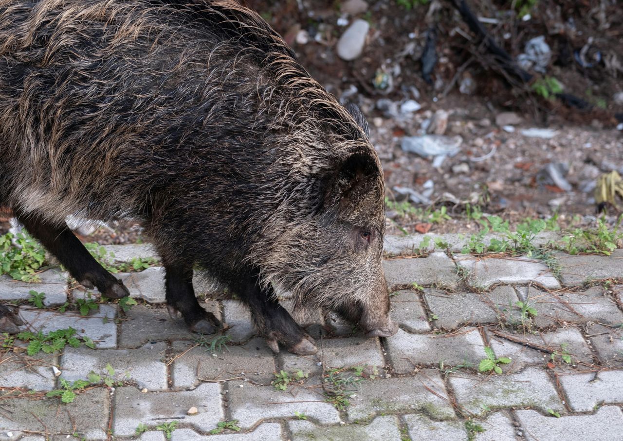 Lębork: Coraz więcej chorych dzików. Kolejne ogniska ASF