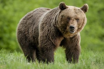 "Niedźwiedź, niedźwiedź!" Syn usłyszał krzyk 58-latki