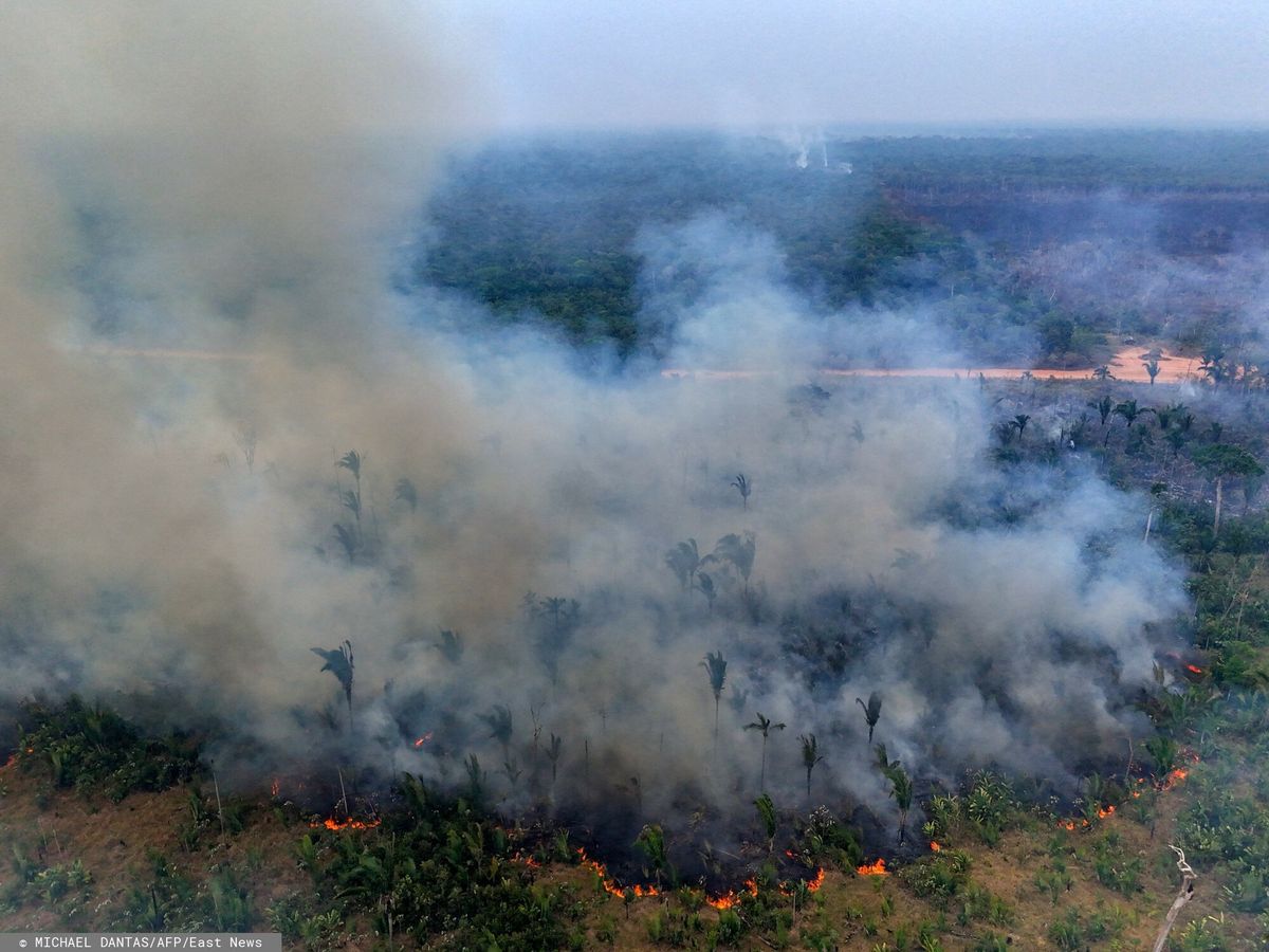 pożar, amazonia, Pożar Amazonii, lasy deszczowe, klimat, susza Dym pokrył połowę kontynentu. Naukowcy biją na alarm