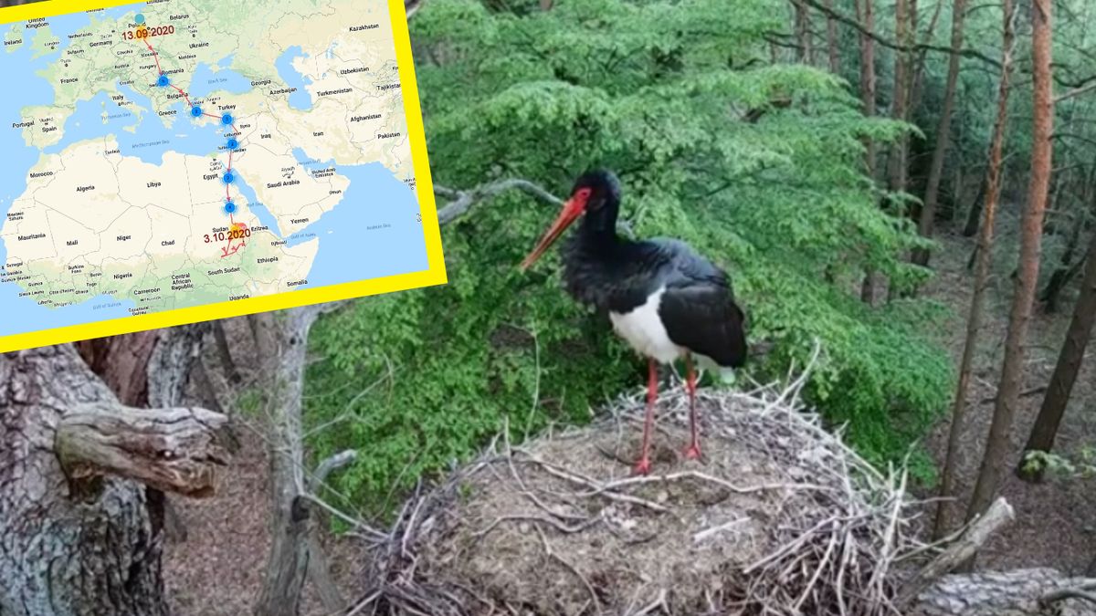 Czarny bocian z Nadleśnictwa Kolumna przez 3 tygodnie podróży przebył aż 5,1 tysiąca kilometrów. 