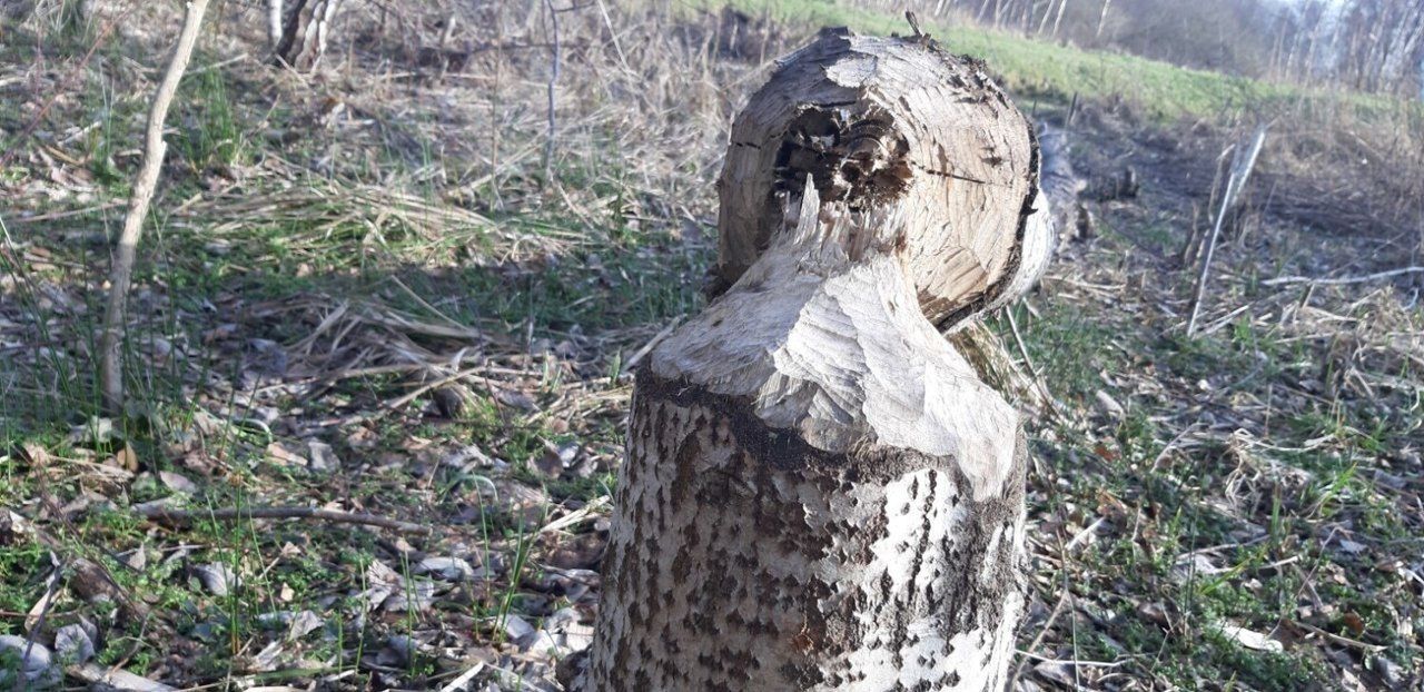 Skutki bytności bobrów w powiecie sławieńskim