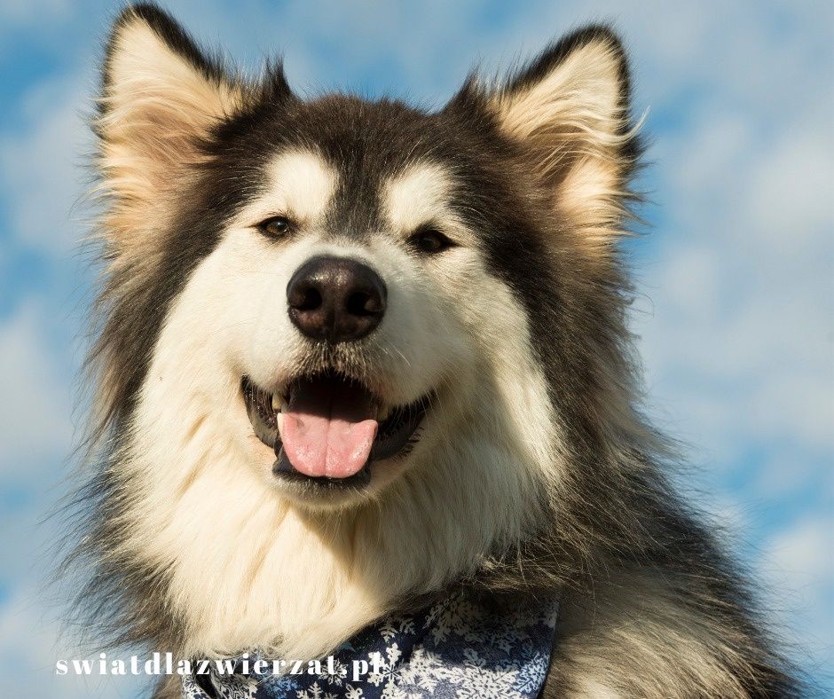 wygląd Alaska Malamute (2)